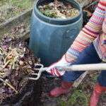 &quot;Woman gardener using garden fork to first remove uncomposted food waste from top of composting bin pile, before spreading the compost below onto a vegetable garden.&quot;