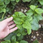 malabar spinach growing in the field