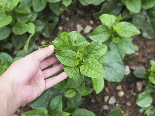 malabar spinach growing in the field