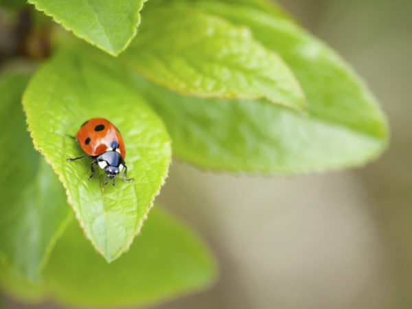Ladybug on green leaf in garden. View with copy space