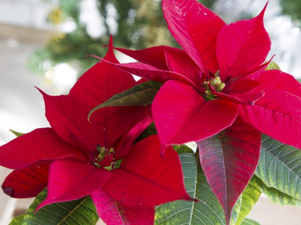 beautiful red poinsettia Christmas flower close up