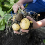 Young girl 9 years old proudly showing off her potato crop.