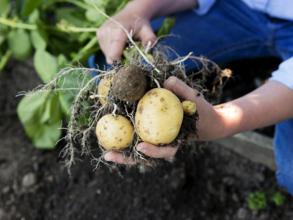 Young girl 9 years old proudly showing off her potato crop.