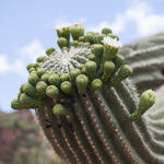 Flowers beginning to open on the end of a giant Saguaro cactus in Arizona, USA