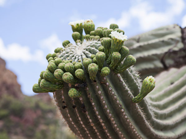 Flowers beginning to open on the end of a giant Saguaro cactus in Arizona, USA