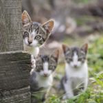 Curious but shy kittens