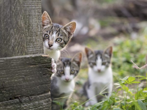 Curious but shy kittens