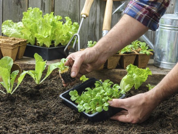 Farmer planting young seedlings of lettuce salad in the vegetable garden