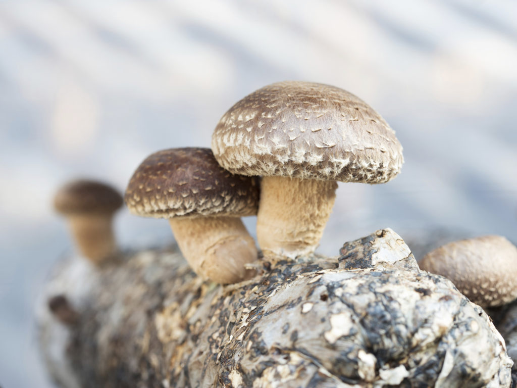 shiitake mushrooms being cultivated the traditional organic way