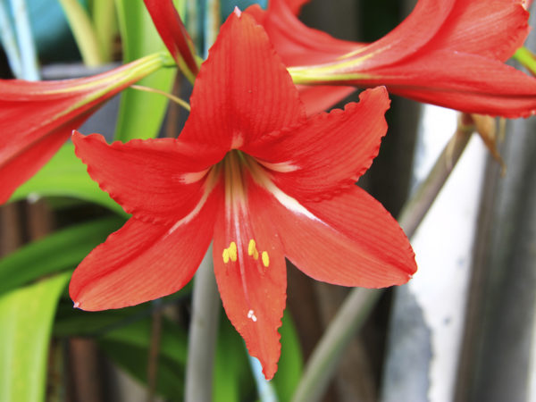 Blooming red amaryllis in the summer garden