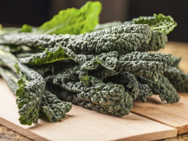 Bunch of freshly harvested lacinato kale with studio lighting