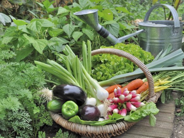 fresh garden vegetables in wicker basket with watering can