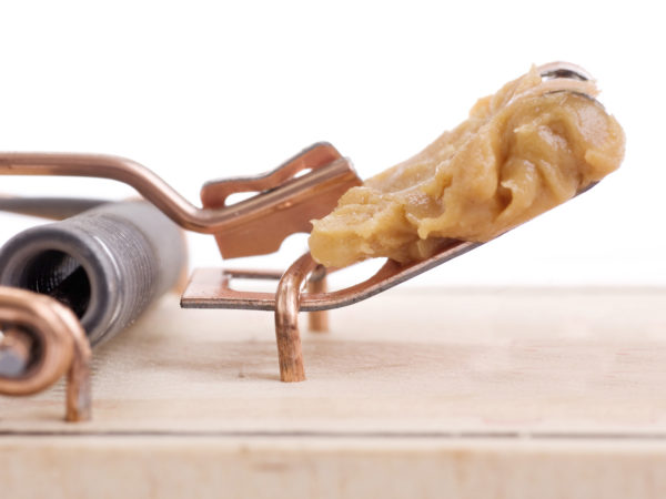 mouse trap baited with peanut butter