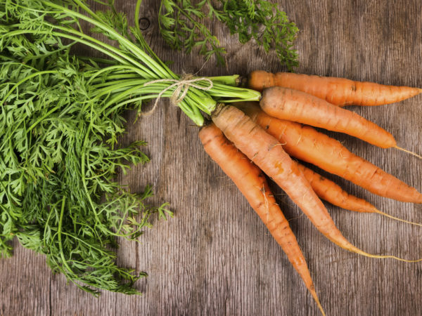 Fresh young carrots on a wooden background
