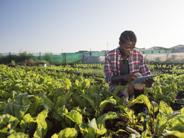 Young African Xhosa Male in his vegetable garden, sits on his haunches while referencing information on his tablet.