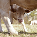 Calf takes another lick after drinking milk from mother&#039;s udder.