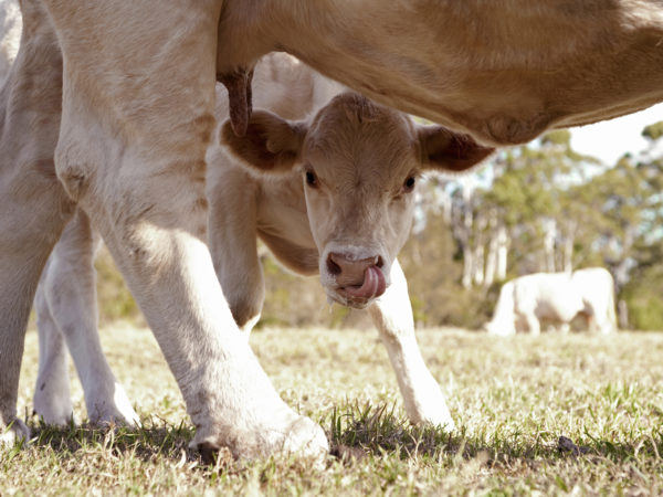 Calf takes another lick after drinking milk from mother&#039;s udder.