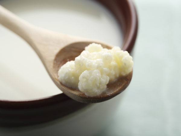 A small spoon of milk kefir grains resting on a bowl of milk