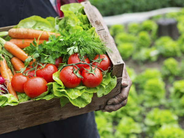 Old man's hands holding a crate full of fresh and raw vegetables-carrot, tomato, turnib, parsley, dill and lettuce. Field with lettuce plants on background.