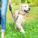 Owner walking with Golden Retriever dog together in park