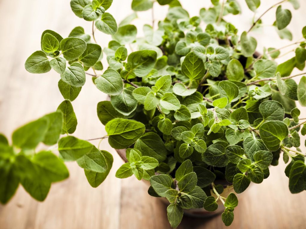 The healing power of oregano: the benefits and harm The healing power of oregano: the benefits and harm