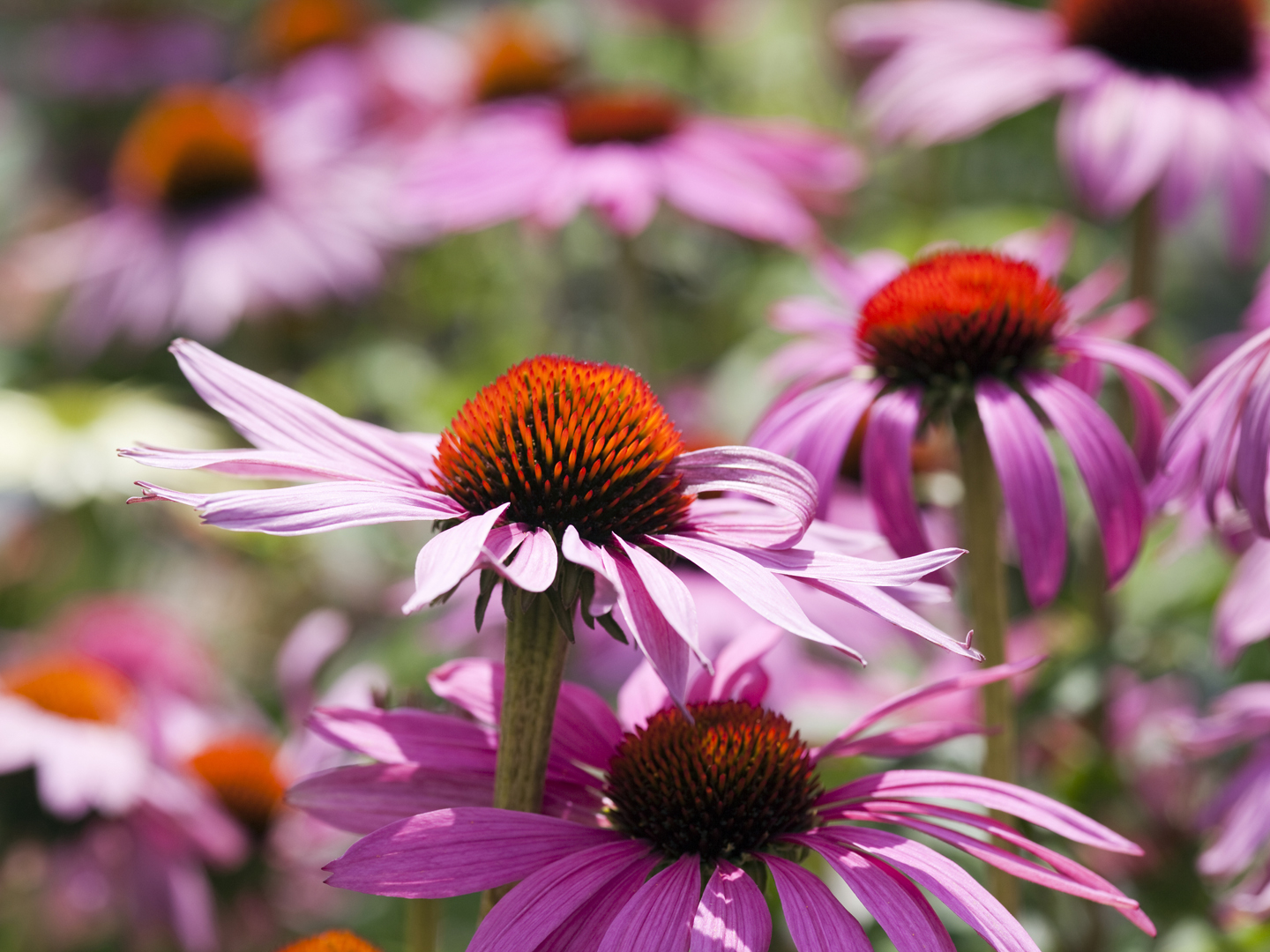 Close-up of echinacea