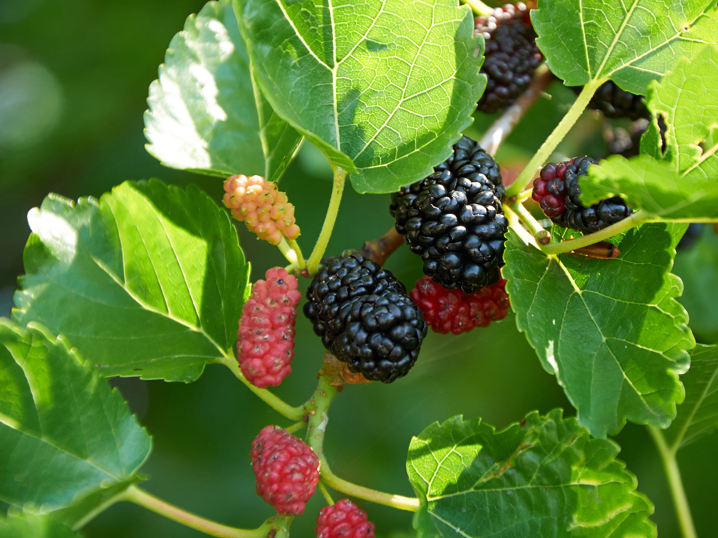 black ripe and red unripe mulberries on the branch