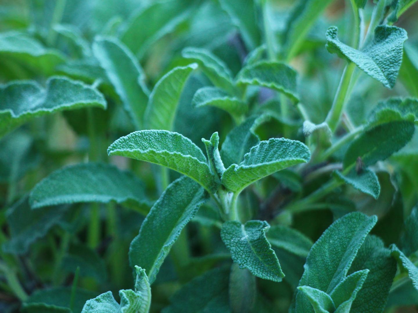 Sage plant background