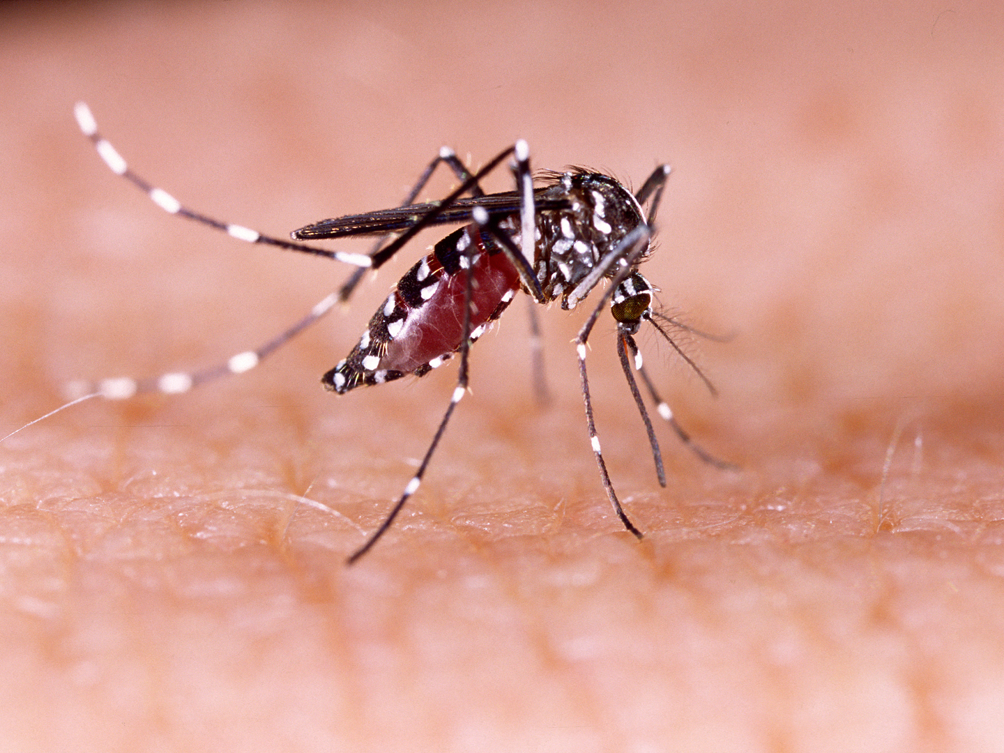 Dengue, zika and chikungunya fever mosquito (aedes aegypti) on human skin