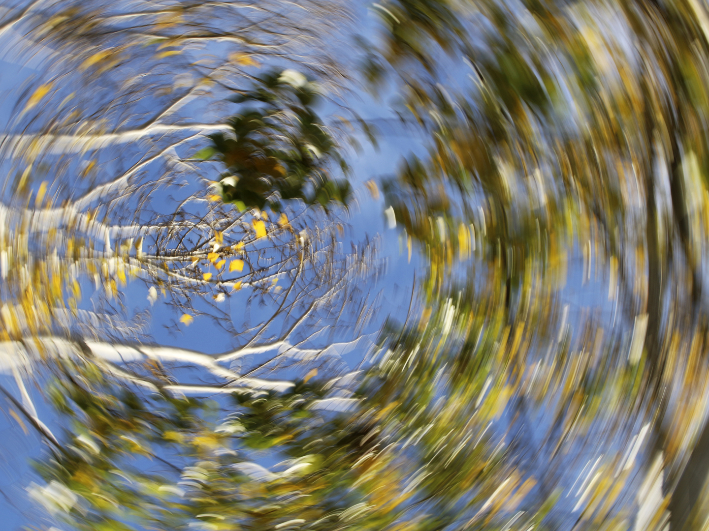 Autumn colorful trees blurred by turning the camera.