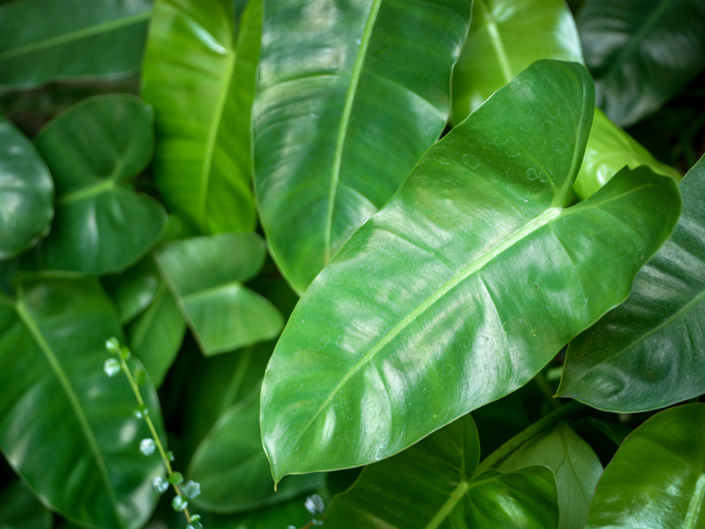 Syngonium podophyllum leaves closeup