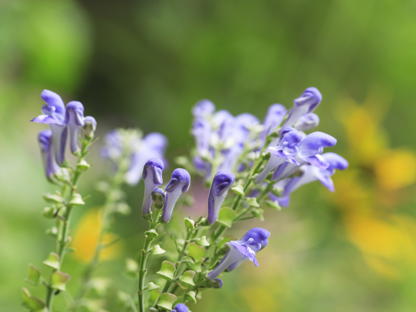 Skullcap Scutellaria