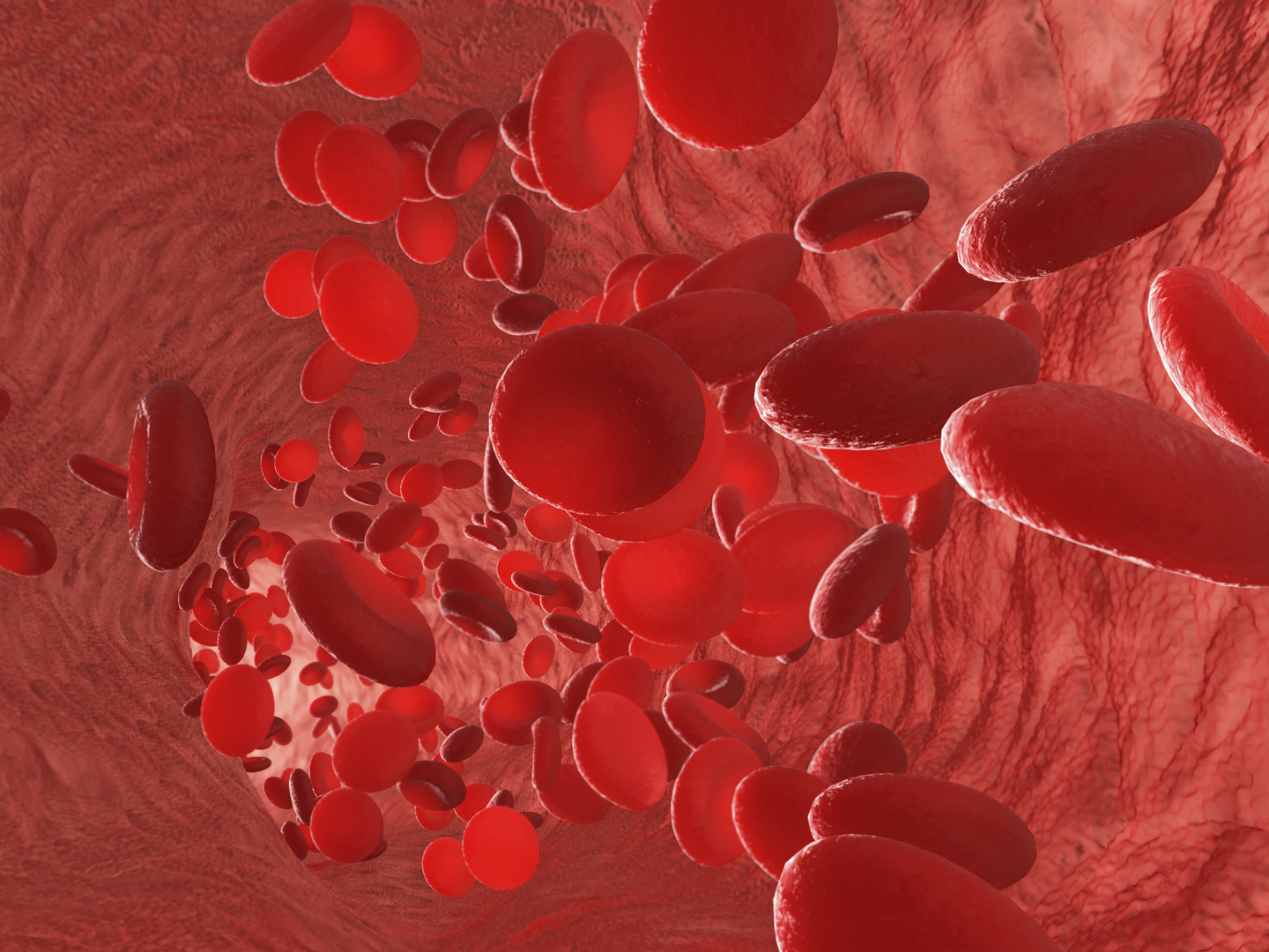 Red blood cells erythrocytes in interior of arterial or capillary blood vessel. Showing endothelial cells and blood flow or stream. Human anatomy model 3D visualization.