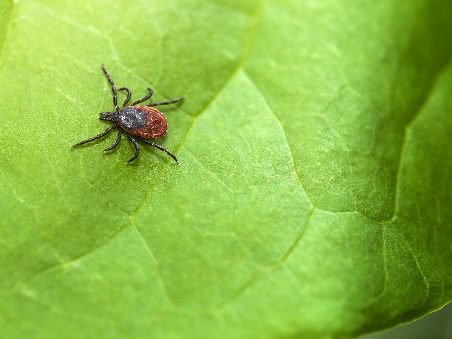 Ixodes ricinus, the castor bean tick, is a chiefly European species of hard-bodied tick.