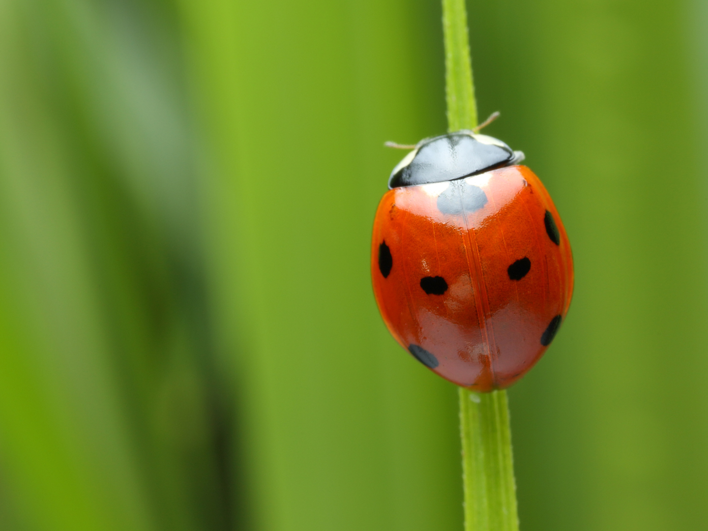 An Incredible Compilation of Over 999 Ladybug Images - Phenomenal ...