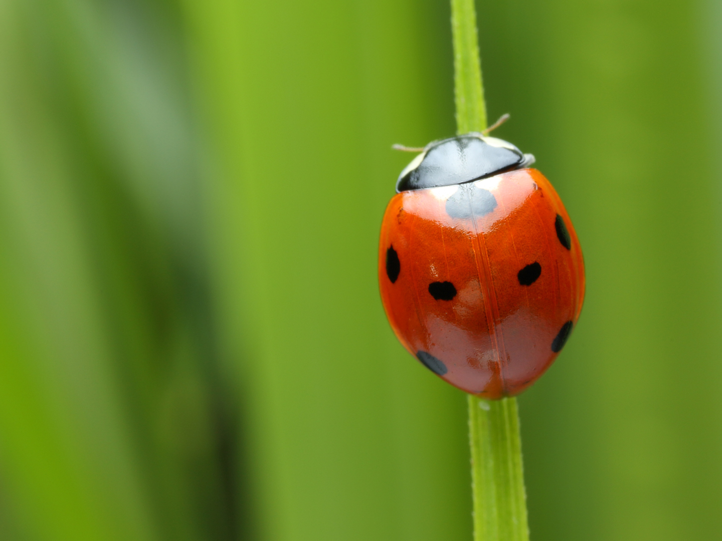 ladybug