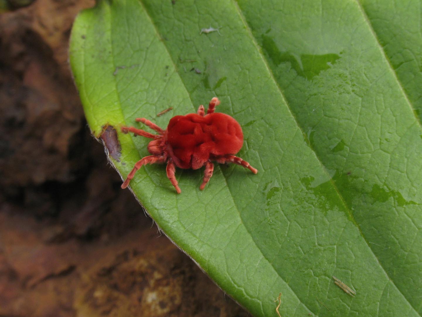 Red Velvet mite