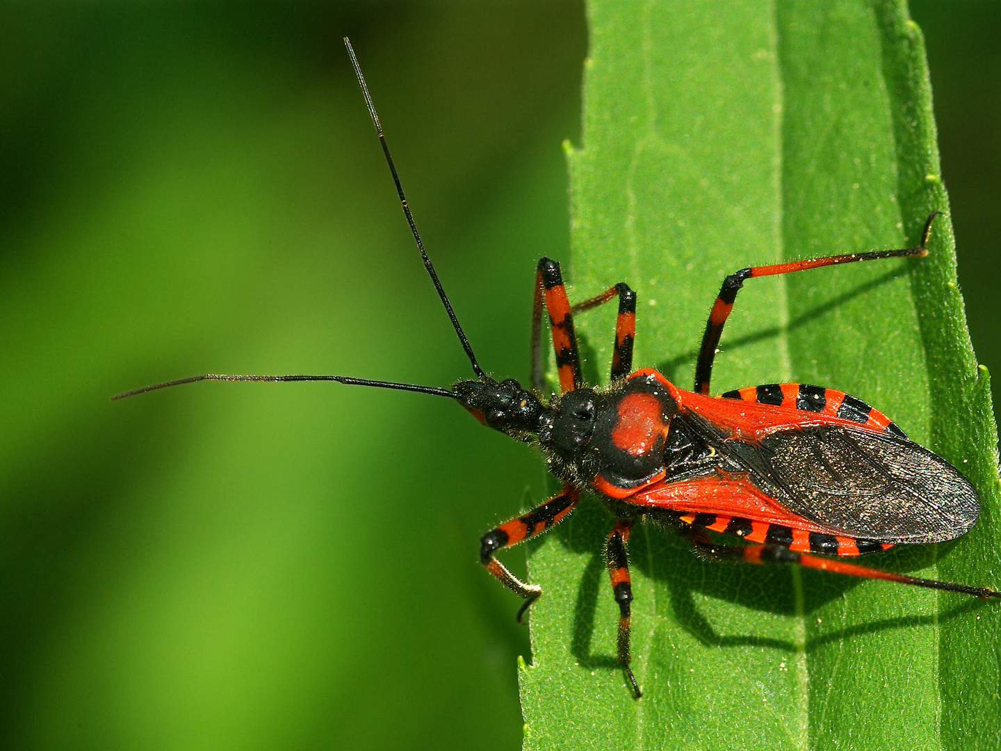 Assassin bug Rhynocoris iracundus