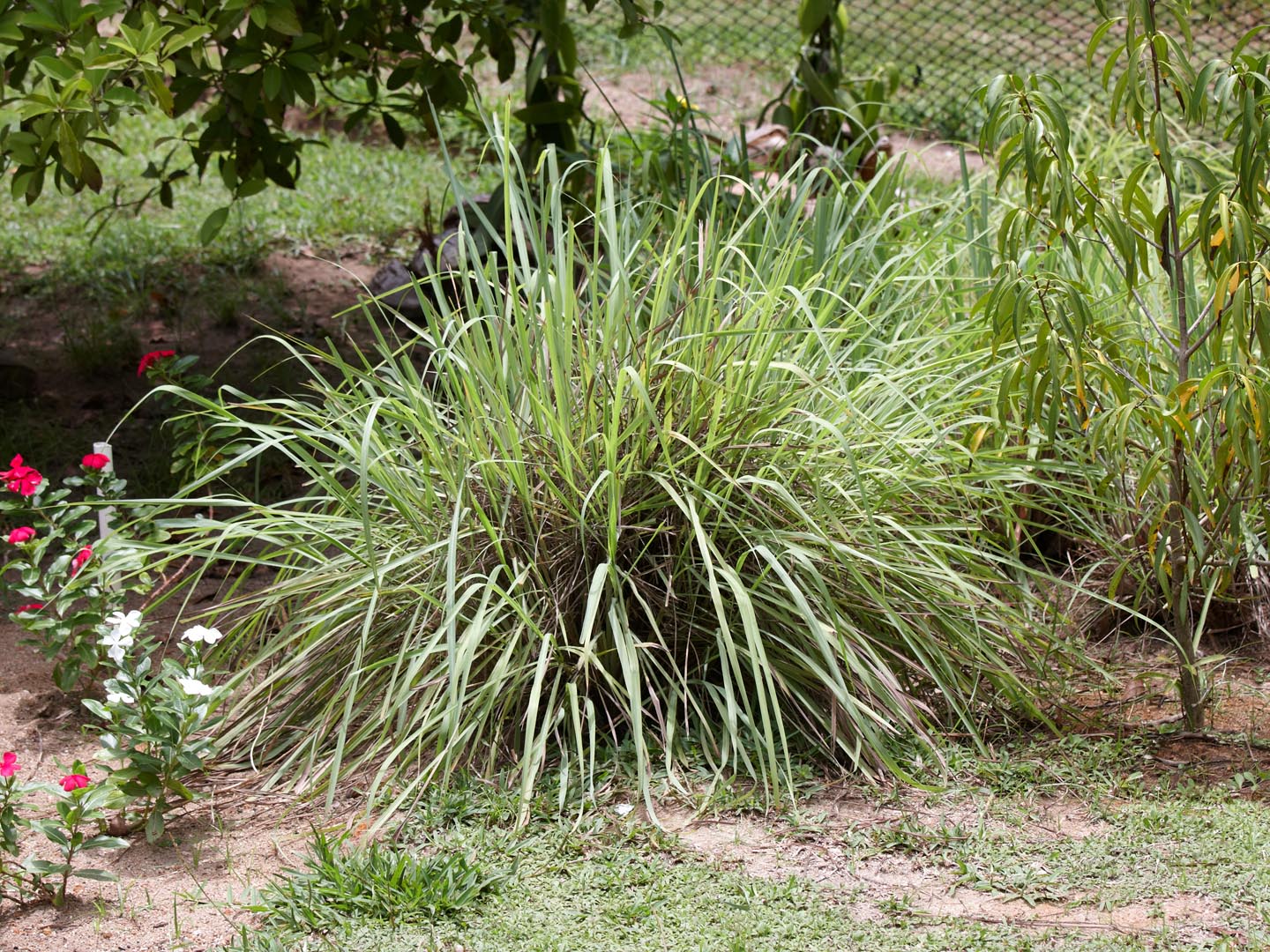 &quot;Lemon grass herbs, Citronella foliage&quot;