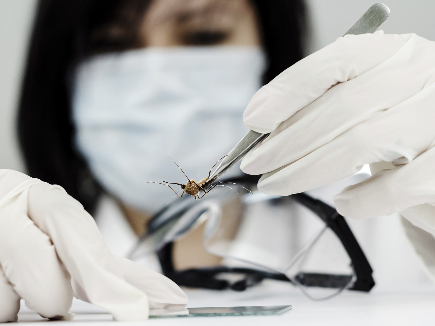 Doctor with mask planted bacteria and viruses on the glass plate