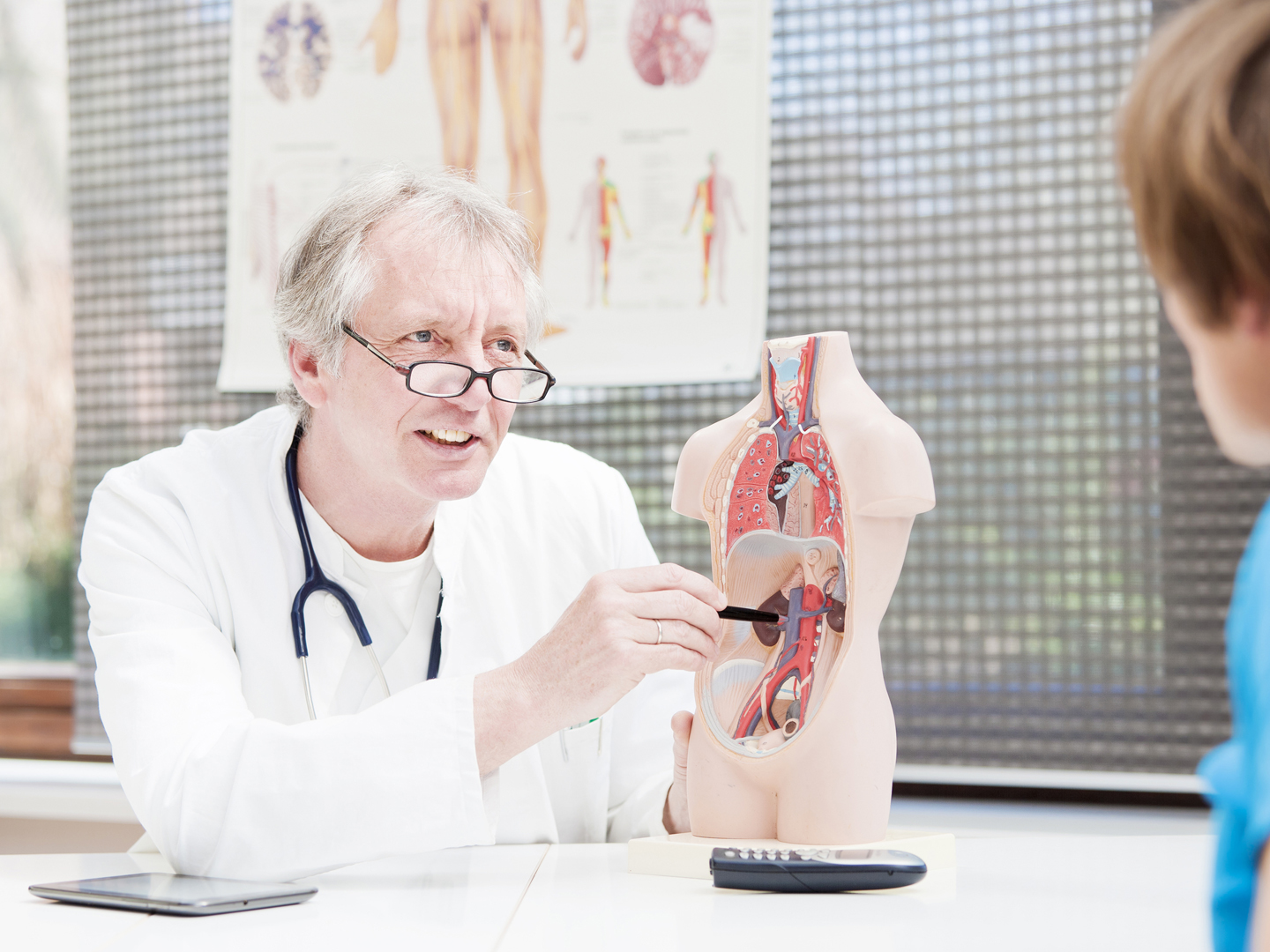 "A mature medicine, explaining something about kidney function to a patient, using a plastic model. XXL size image."
