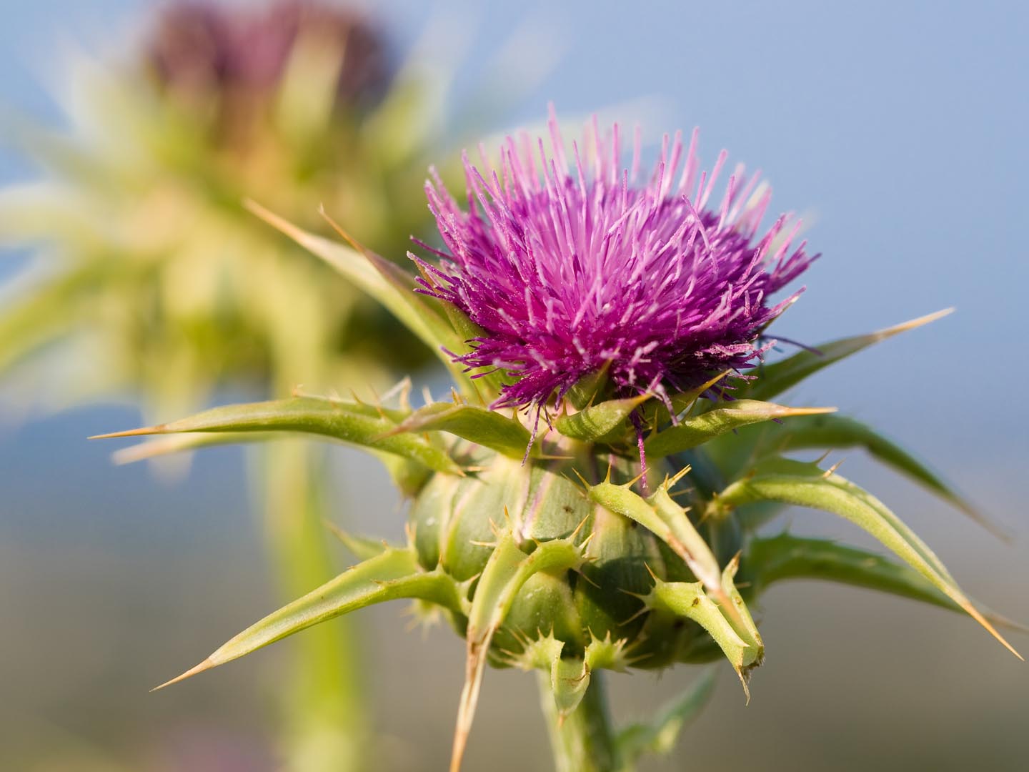 Milk Thistle (Silybum marianum). Also known as Marian&#039;s Thistle, St. Mary&#039;s Thistle, Holy Thistle, and Blessed Thistle. Historically used as a medicinal herb. An invasive species in many areas.