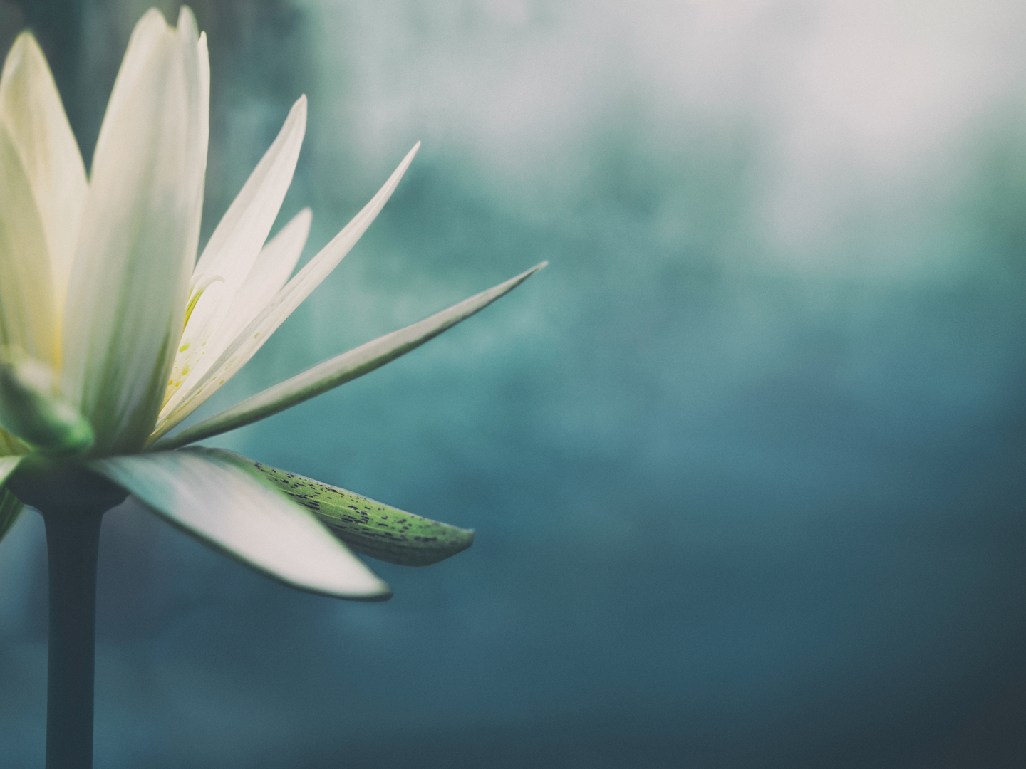 Lotus flower in bloom with copy space, shallow depth of field.