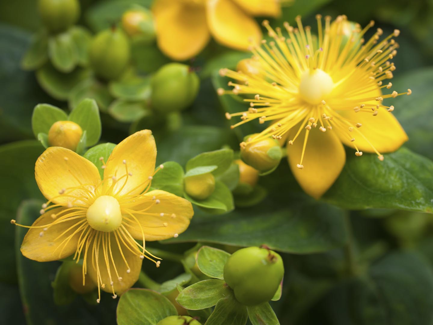 St. John&#039;s Wort flowering plant in the background of green leaves