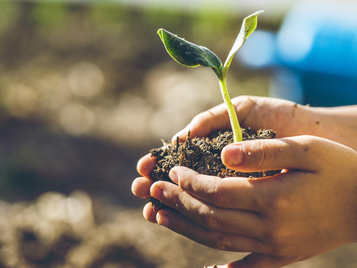 Boy holding the seedling for transplanting