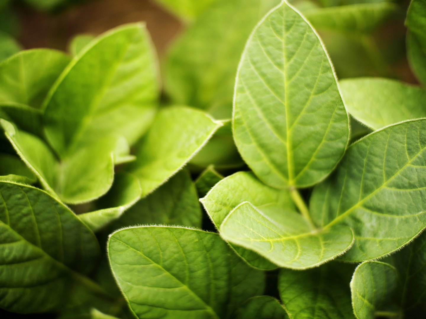 Top view of soybean plants in a field. Thick,juicy leaves still in intensive growth phase. There are tiny hairs on the leaves. Selective focus.