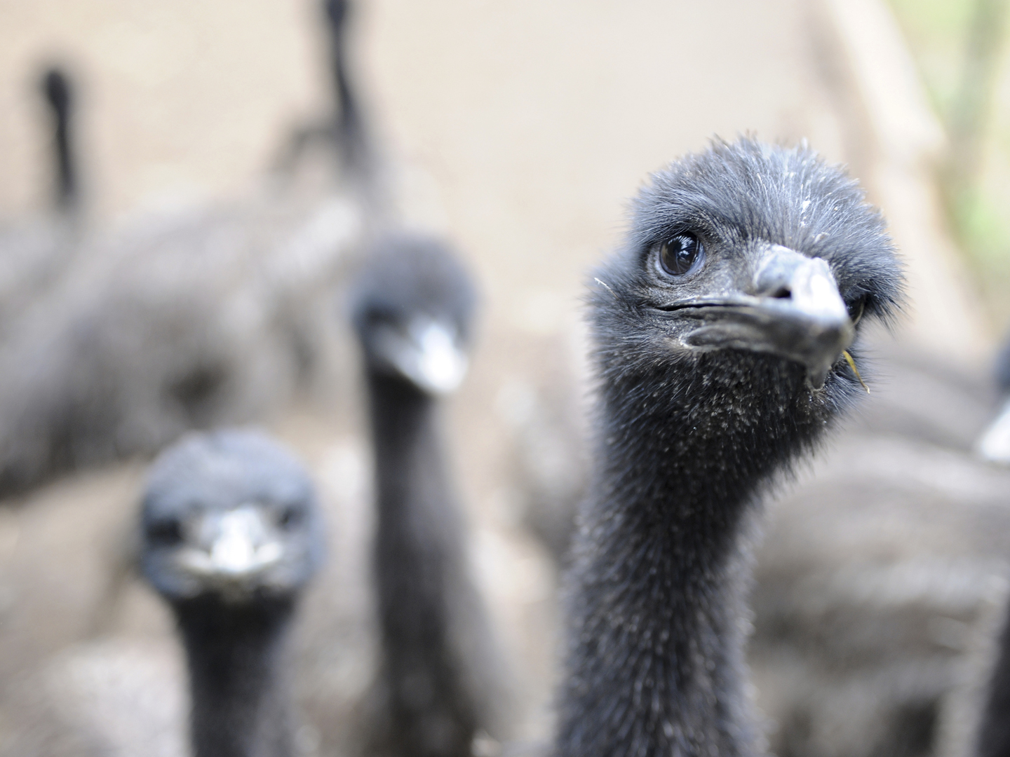 Emus matriculate on an emu farm in Washington state.