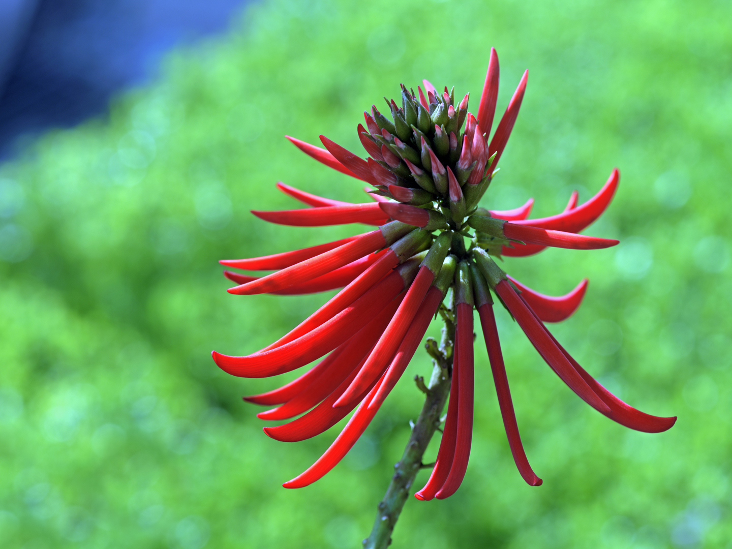 SAO PAULO, SP, BRAZIL - JULHO 9, 2015 - Erythrina speciosa, Brazilian Fabaceae greatly appreciated in gardening and landscaping