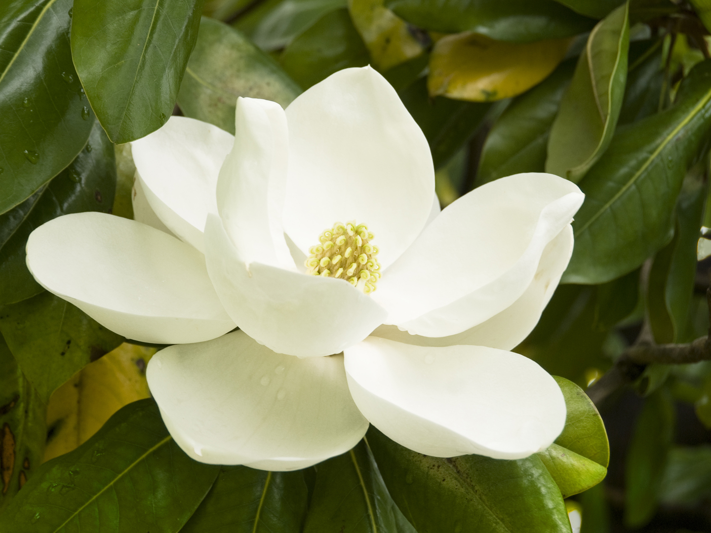 Gentle Magnolia