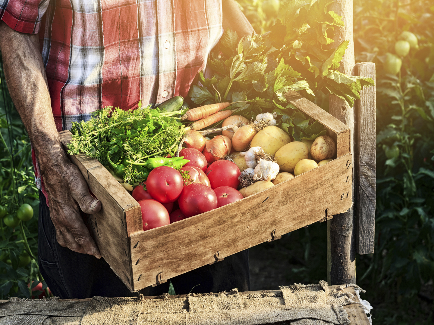 Old man holding wooden crate filled with fresh vegetables - tomatoes, carrots, garlic and potatoes.